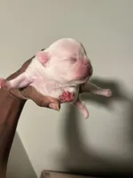 Snow, a male French Bulldog for sale in Raleigh, NC – Photo 2 of 5