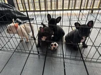 Snow, a male French Bulldog for sale in Raleigh, NC – Photo 5 of 5