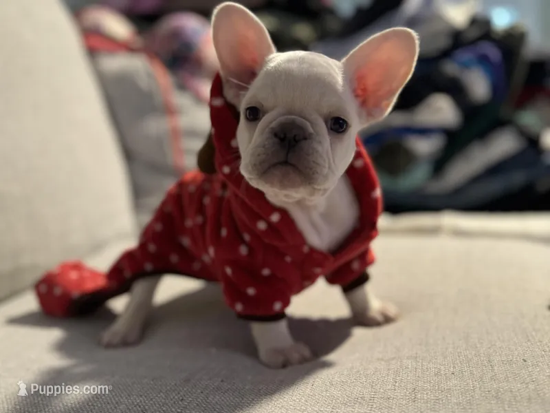 Snow – French Bulldog puppy for sale in Raleigh, NC