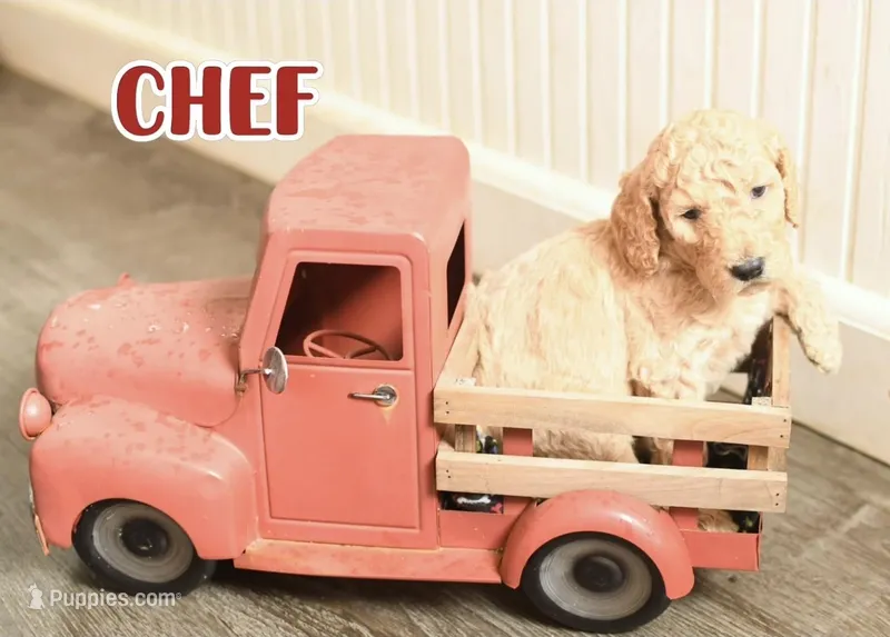 Chef – Goldendoodle puppy for sale in Morrow, OH