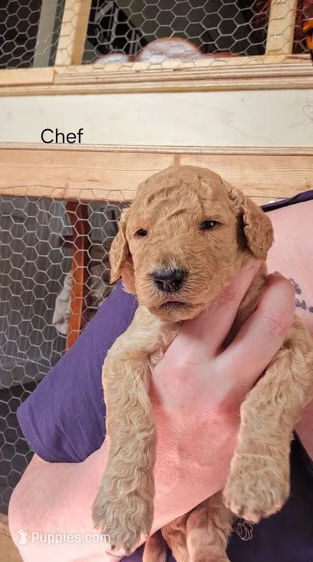 Chef – Goldendoodle puppy for sale in Morrow, OH