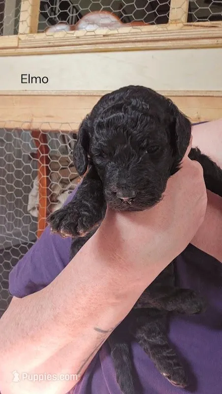 Elmo – Goldendoodle puppy for sale in Morrow, OH