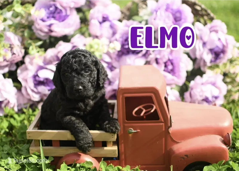 Elmo – Goldendoodle puppy for sale in Morrow, OH