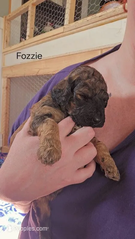 Fozzie – Goldendoodle puppy for sale in Morrow, OH