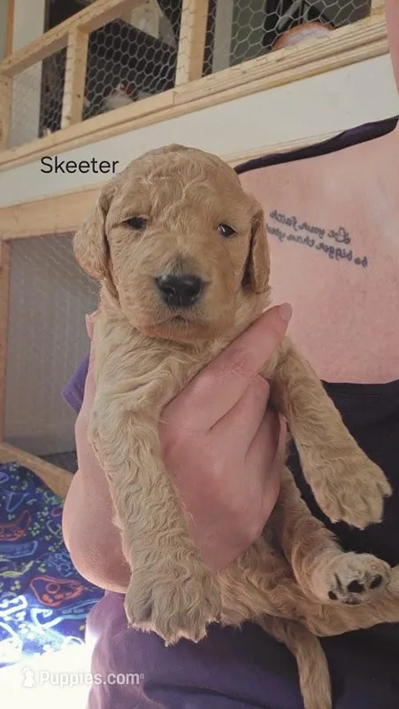 Skeeter – Goldendoodle puppy for sale in Morrow, OH
