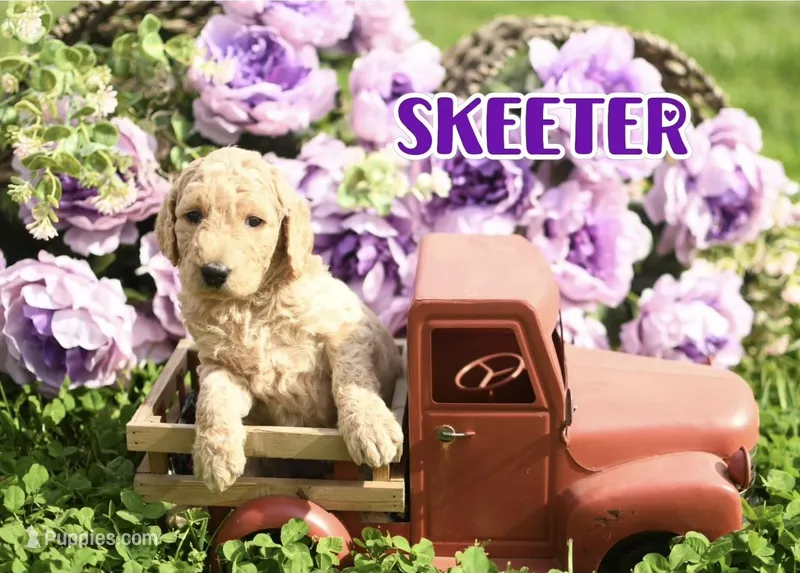 Skeeter – Goldendoodle puppy for sale in Morrow, OH