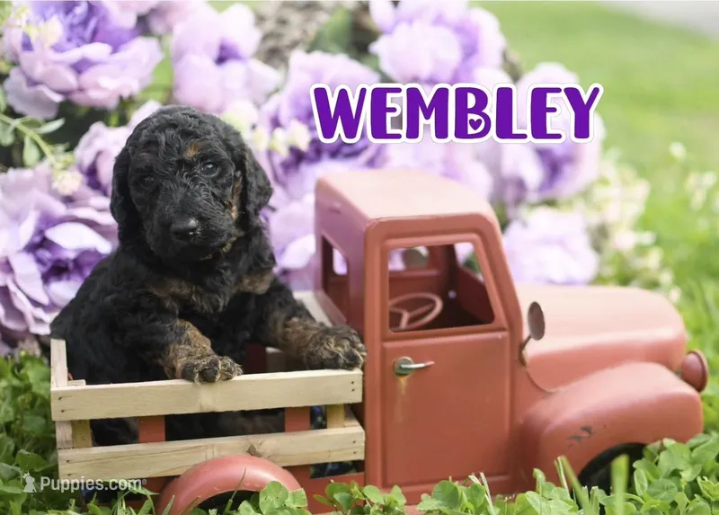 Wembley – Goldendoodle puppy for sale in Morrow, OH