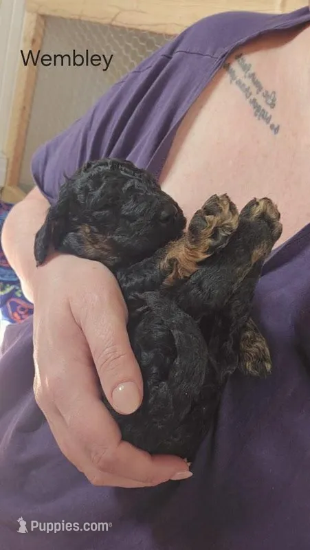Wembley – Goldendoodle puppy for sale in Morrow, OH