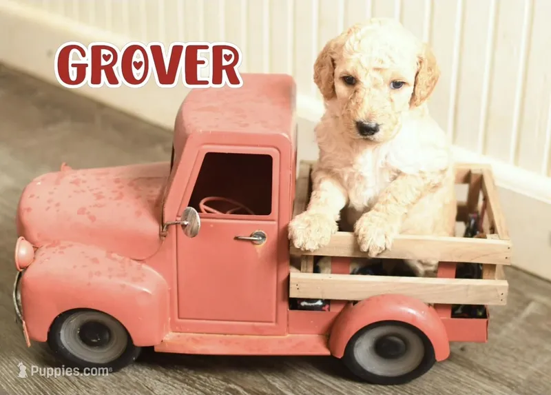 Grover – Goldendoodle puppy for sale in Morrow, OH