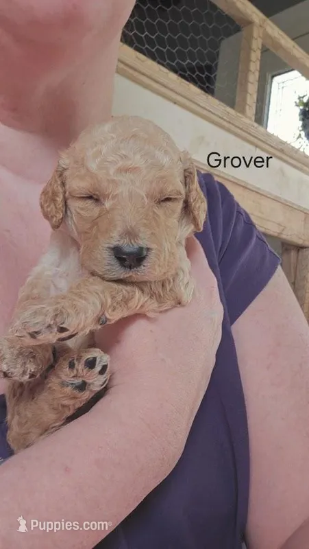 Grover – Goldendoodle puppy for sale in Morrow, OH