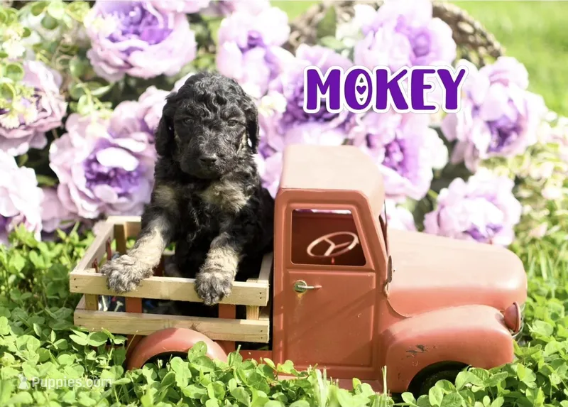 Mokey – Goldendoodle puppy for sale in Morrow, OH