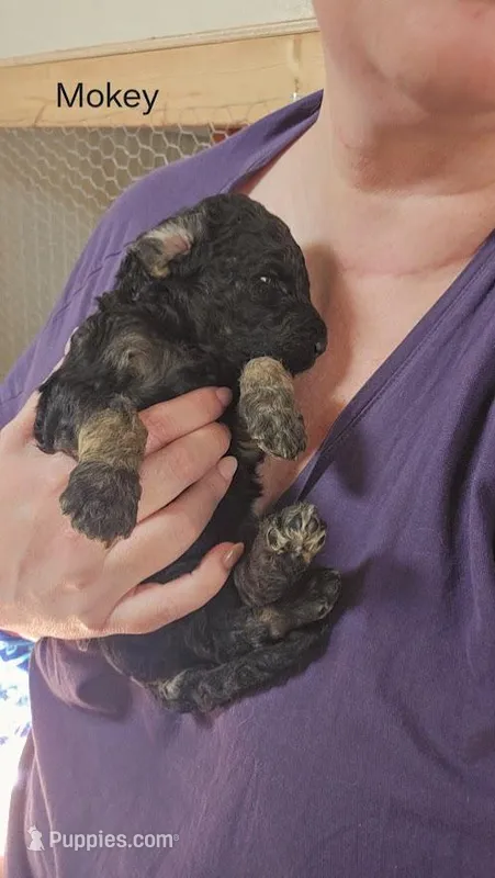 Mokey – Goldendoodle puppy for sale in Morrow, OH