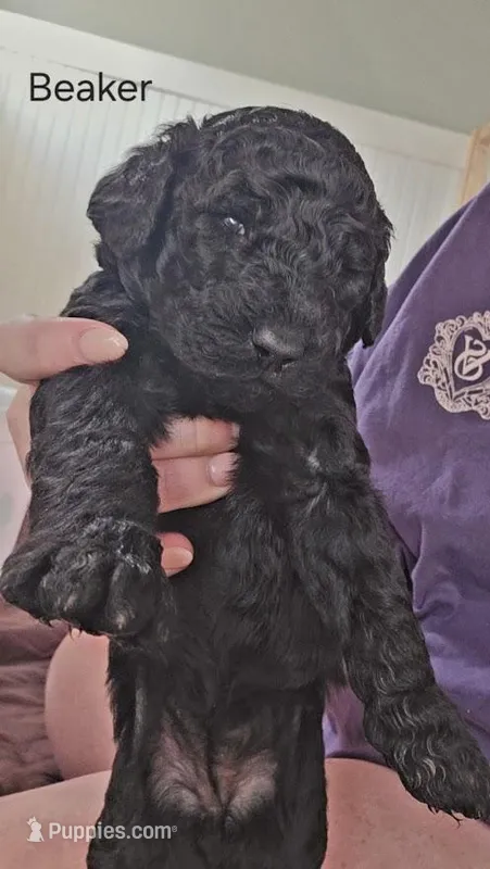 Beaker – Goldendoodle puppy for sale in Morrow, OH