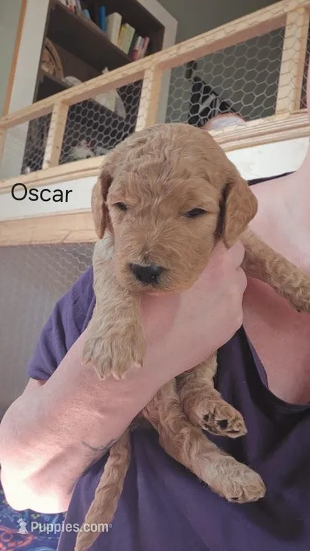 Oscar – Goldendoodle puppy for sale in Morrow, OH