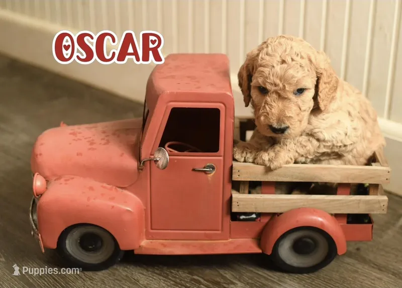 Oscar – Goldendoodle puppy for sale in Morrow, OH