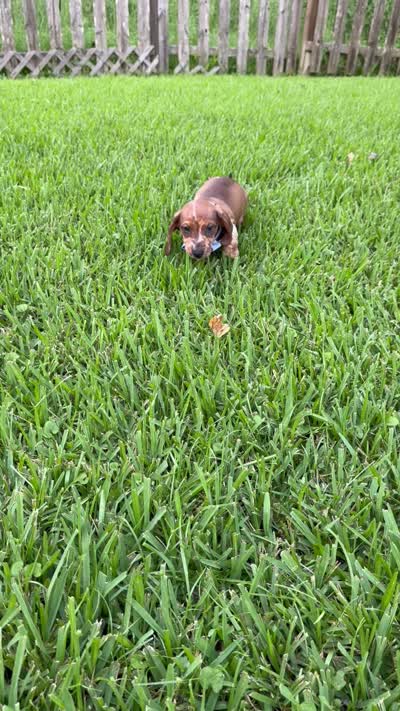 Bandit , a male Miniature Dachshund for sale in Middleburg, FL – 3 of 3