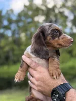 Dottie , a male Miniature Dachshund for sale in Middleburg, FL – 2 of 4