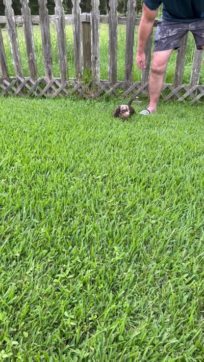 Dottie , a male Miniature Dachshund for sale in Middleburg, FL – 3 of 4