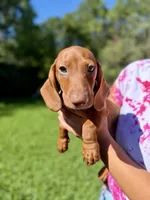 Junior , a male Dachshund for sale in Middleburg, FL – 3 of 7