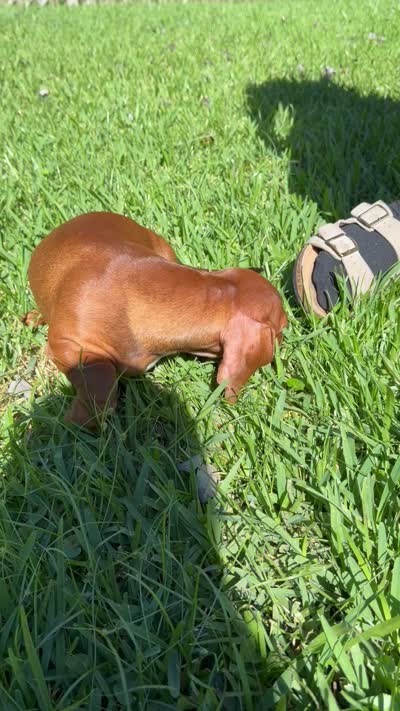 Junior , a male Dachshund for sale in Middleburg, FL – 7 of 7