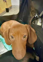 Junior , a male Dachshund for sale in Middleburg, FL – 2 of 7