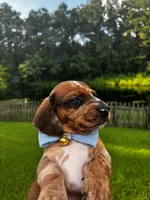 Bandit, a male Miniature Dachshund for sale in Middleburg, FL – 3 of 3