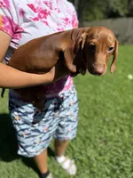 Junior , a male Dachshund for sale in Middleburg, FL – 5 of 7