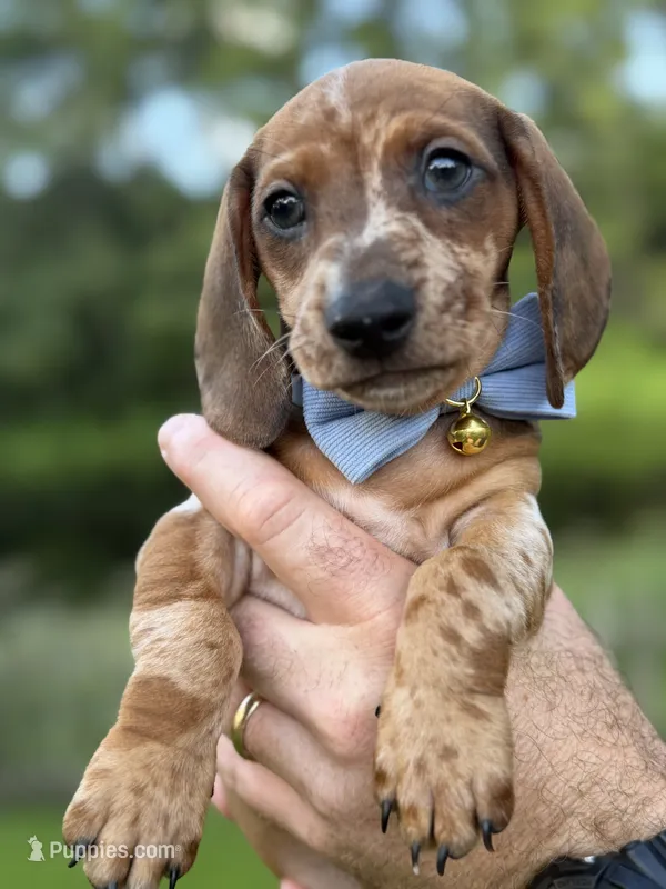 Bandit  – Miniature Dachshund puppy for sale in Middleburg, FL