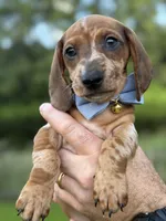 Bandit , a male Miniature Dachshund for sale in Middleburg, FL – 1 of 3