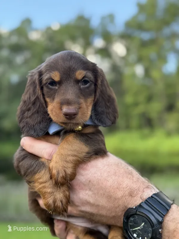 Rocco – Miniature Dachshund puppy for sale in Middleburg, FL
