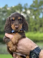 Rocco, a male Miniature Dachshund for sale in Middleburg, FL – 1 of 2
