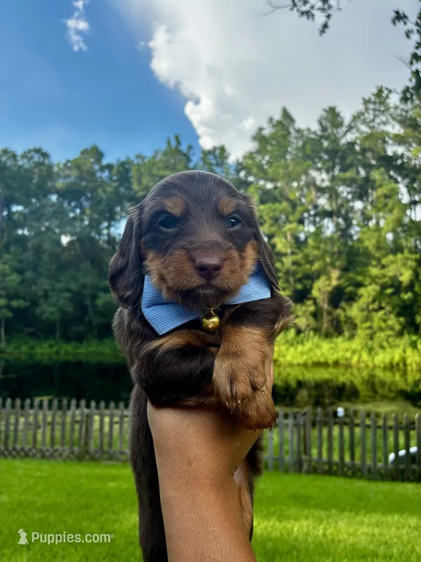 Rocco – Miniature Dachshund puppy for sale in Middleburg, FL