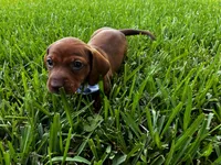 Vinny Jr , a male Miniature Dachshund for sale in Middleburg, FL – 2 of 2