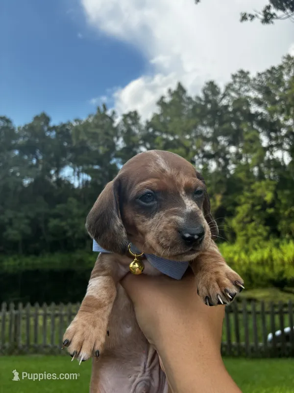Bandit – Miniature Dachshund puppy for sale in Middleburg, FL