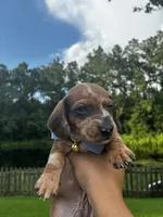Bandit, a male Miniature Dachshund for sale in Middleburg, FL – 1 of 3