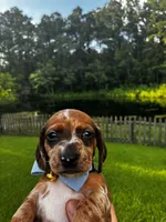 Bandit, a male Miniature Dachshund for sale in Middleburg, FL – 2 of 3