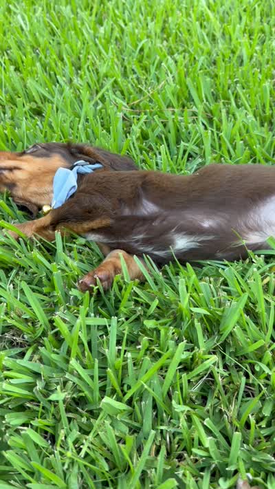 Rocco, a male Miniature Dachshund for sale in Middleburg, FL – 2 of 2
