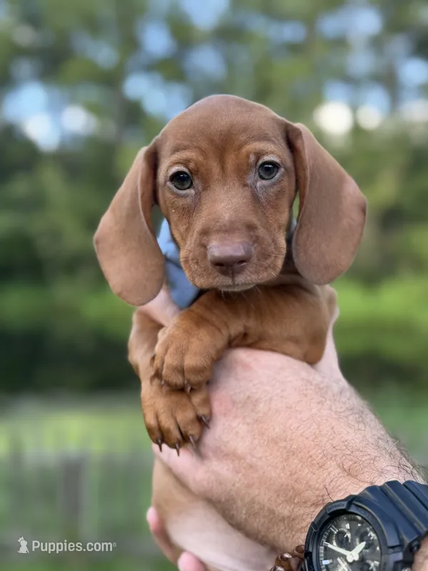 Junior  – Miniature Dachshund puppy for sale in Middleburg, FL
