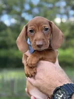 Junior , a male Miniature Dachshund for sale in Middleburg, FL – 1 of 3