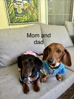 Bandit , a male Miniature Dachshund for sale in Middleburg, FL – 2 of 3