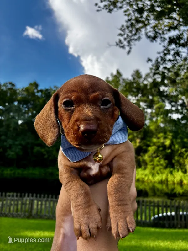 Vinny Jr  – Miniature Dachshund puppy for sale in Middleburg, FL