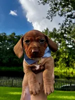 Vinny Jr , a male Miniature Dachshund for sale in Middleburg, FL – 1 of 2