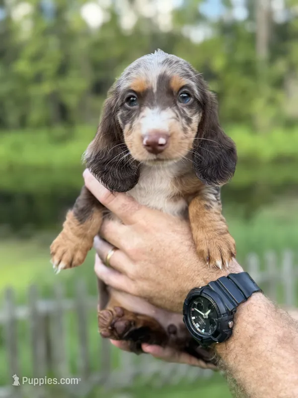 Dottie  – Miniature Dachshund puppy for sale in Middleburg, FL