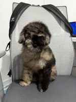 Kamo, a male Poodle - Miniature  for sale in Edison, NJ – 5 of 6