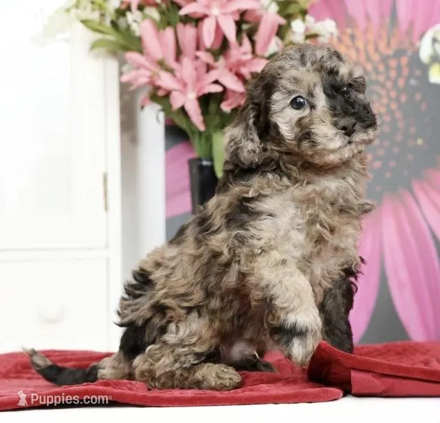 Kamo – Poodle - Miniature  puppy for sale in Edison, NJ