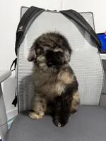 Kamo, a male Poodle - Miniature  for sale in Edison, NJ – 3 of 6