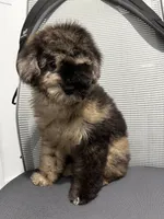 Kamo, a male Poodle - Miniature  for sale in Edison, NJ – 4 of 6