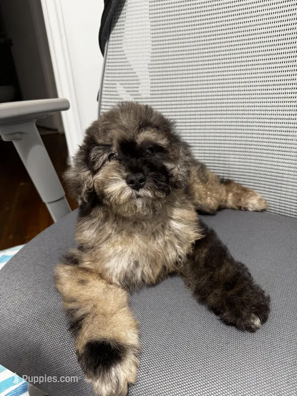 Kamo – Poodle - Miniature  puppy for sale in Edison, NJ