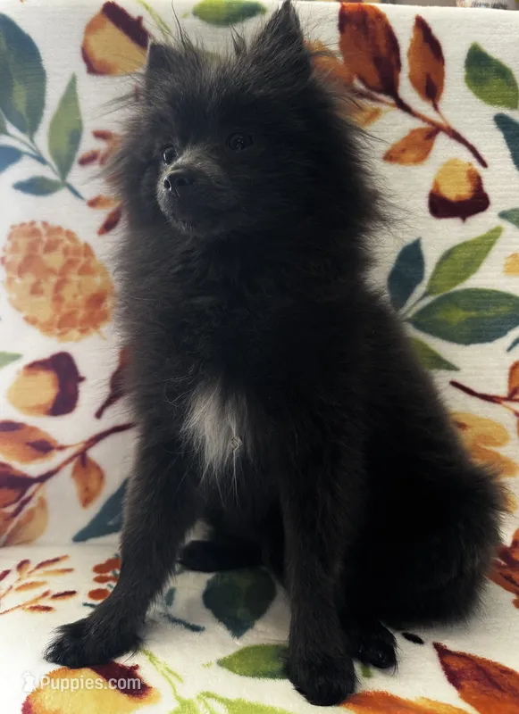 Saint – Pomeranian puppy for sale in Edison, NJ
