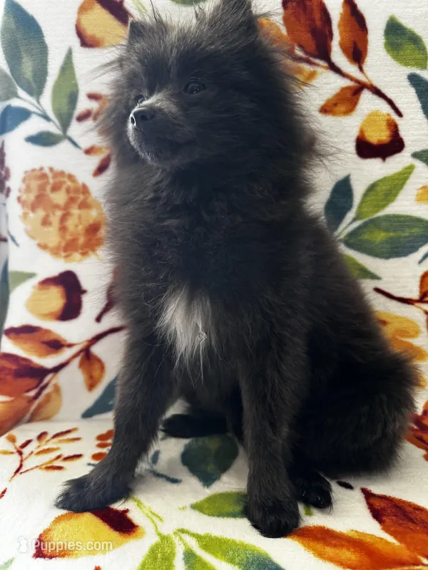 Saint – Pomeranian puppy for sale in Edison, NJ